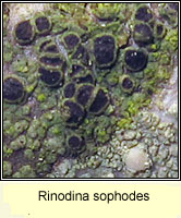 Rinodina sophodes