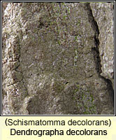 Schismatomma decolorans