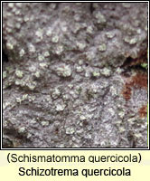 Schismatomma quercicola