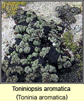 Toniniopsis aromatica (Toninia aromatica)