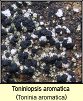 Toniniopsis aromatica (Toninia aromatica)