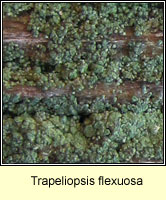 Trapeliopsis flexuosa