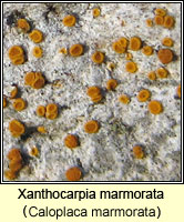 Xanthocarpia marmorata (Caloplaca marmorata)