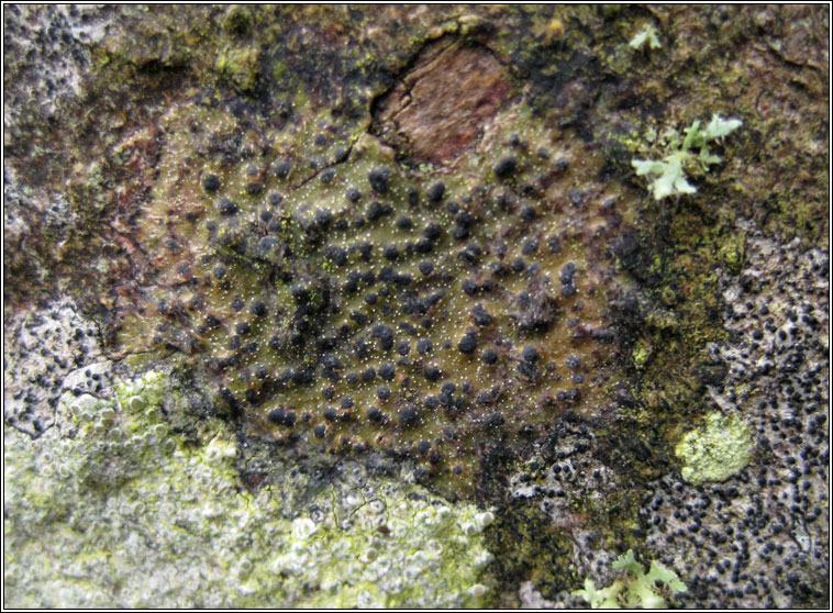 Pyrenula macrospora