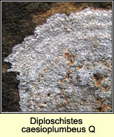 Diploschistes caesioplumbeus Q