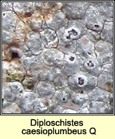 Diploschistes caesioplumbeus Q
