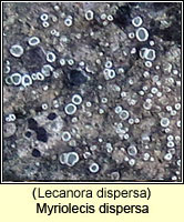 Myriolecis dispersa (Lecanora dispersa)