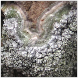 Pertusaria albescens var corallina