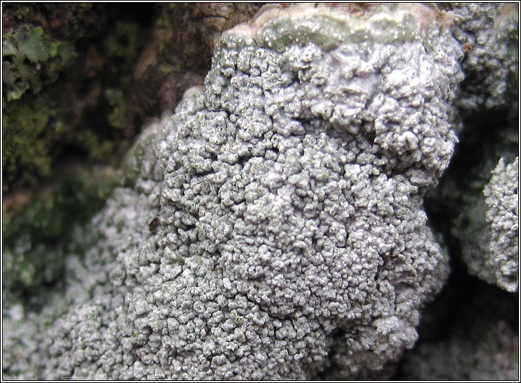 Pertusaria albescens var corallina