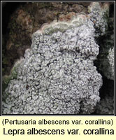 Lepra albescens var corallina (P. albescens v corallina)