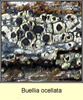 Buellia ocellata