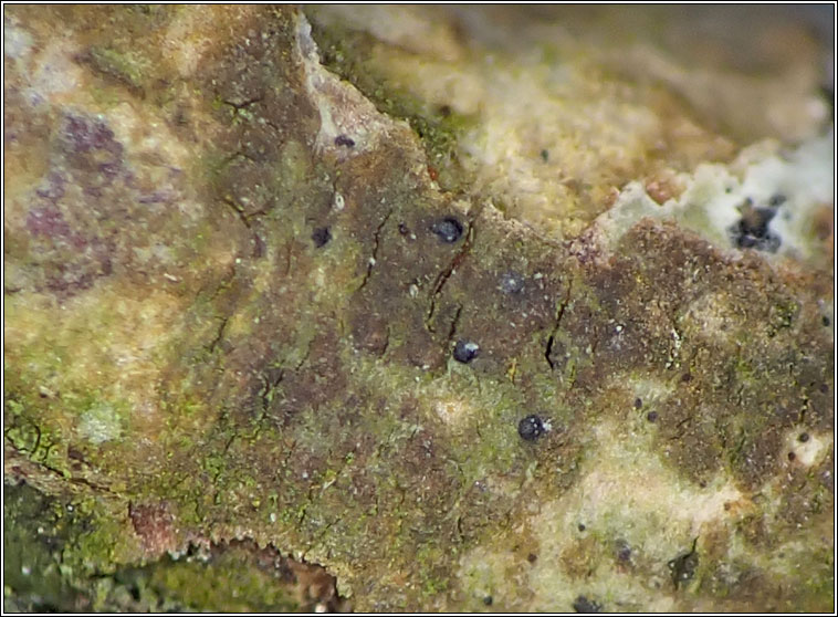 Porina aenea
