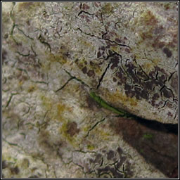 Arthonia pruinata