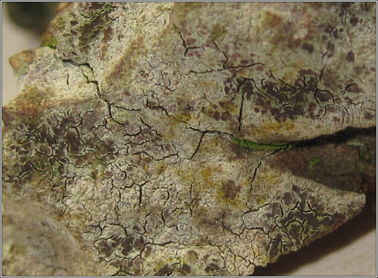 Arthonia pruinata