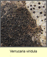 Verrucaria viridula