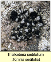 Thalloidima sedifolium (Toninia sedifolia)