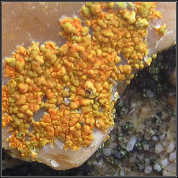 Caloplaca marina