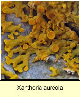 Xanthoria aureola