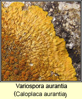 Variospora aurantia (Caloplaca aurantia)
