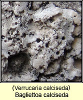 Bagliettoa calciseda (Verrucaria calciseda)