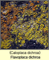 Caloplaca dichroa