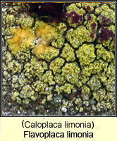 Caloplaca limonia