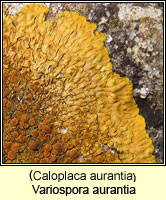 Caloplaca aurantia