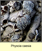 Physcia caesia