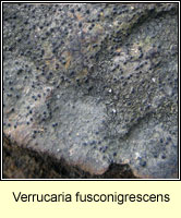 Verrucaria fusconigrescens