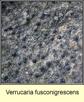 Verrucaria fusconigrescens