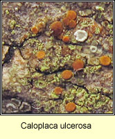 Caloplaca ulcerosa