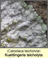 Kuettlingeria teicholyta (Caloplaca teicholyta)