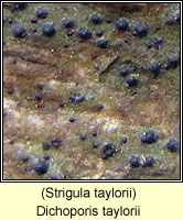 Dichoporis taylorii (Strigula taylorii)