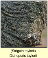 Dichoporis taylorii (Strigula taylorii)