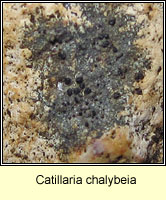 Catillaria chalybeia