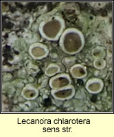 Lecanora chlarotera sens str