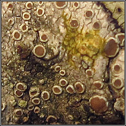 Lecanora chlarotera