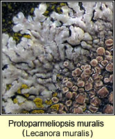 Protoparmeliopsis muralis (Lecanora muralis)