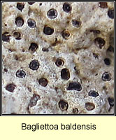 Bagliettoa baldensis