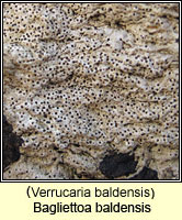 Bagliettoa baldensis (Verrucaria baldensis)