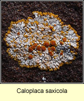 Caloplaca saxicola