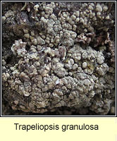 Trapeliopsis granulosa