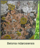 Belonia nidarosiensis