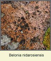 Belonia nidarosiensis