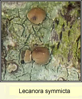 Lecanora symmicta