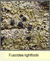 Fuscidea lightfootii