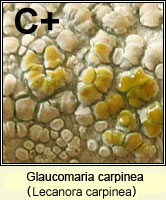 Glaucomaria carpinea (Lecanora carpinea)
