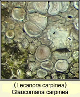 Glaucomaria carpinea (Lecanora carpinea)