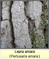 Pertusaria amara