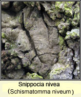 Snippocia nivea (Schismatomma niveum)